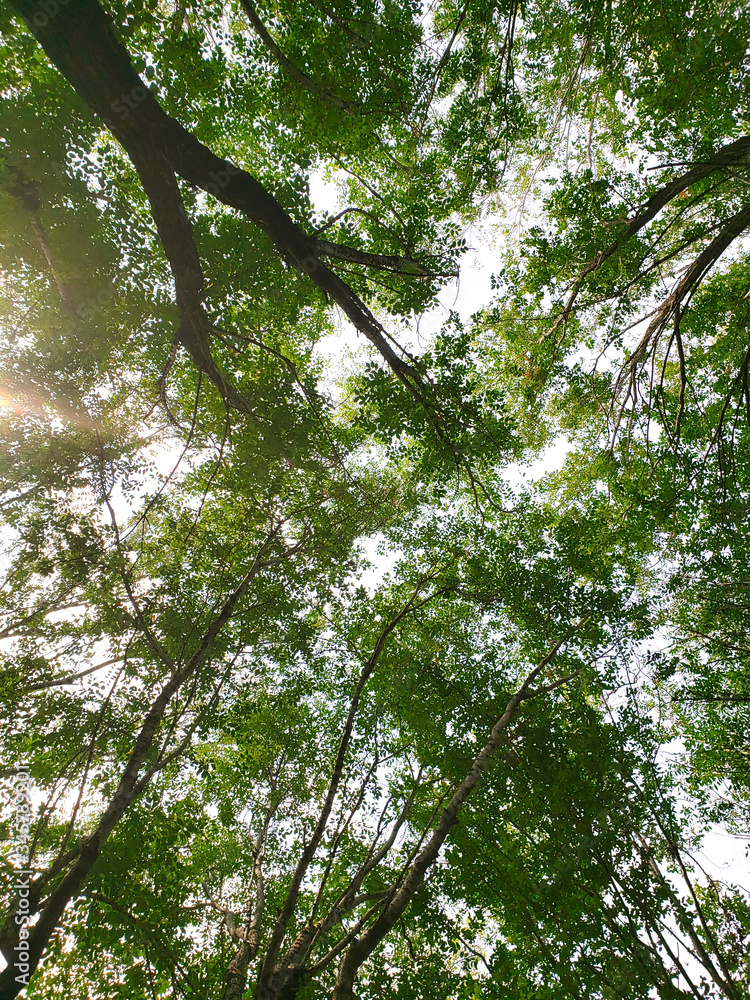 Fototapeta premium Cielo a traves de los arboles