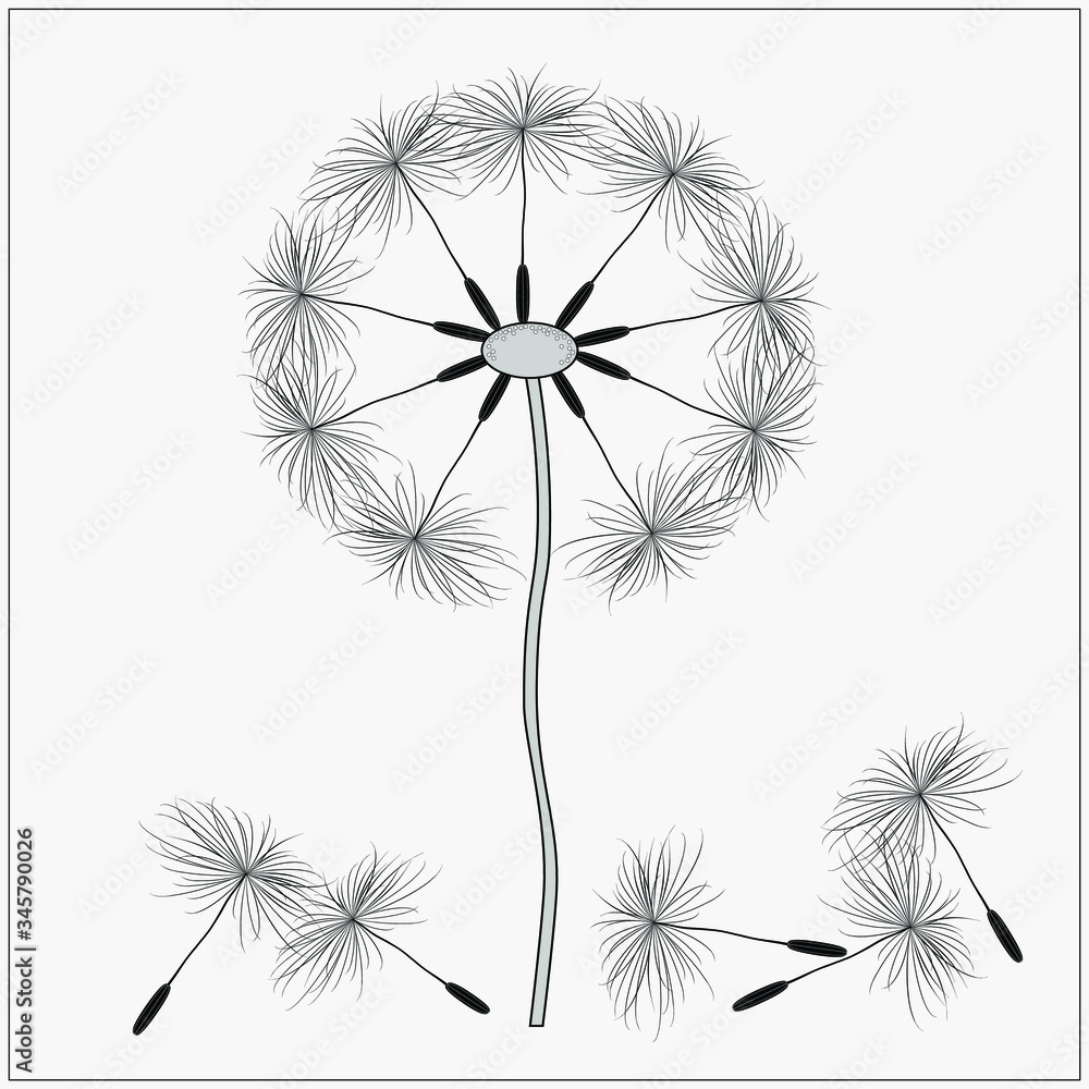 vector dandelion, black on grey background