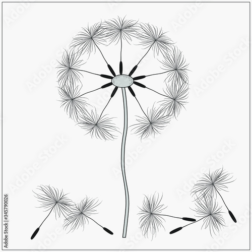 vector dandelion  black on grey background