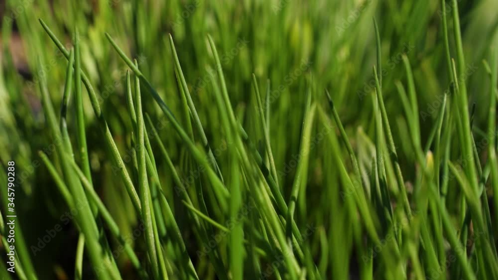 Bright green grass sways in the wind. Close-up of a lawn. Bright green grass sways in the wind. Close-up of a lawn.