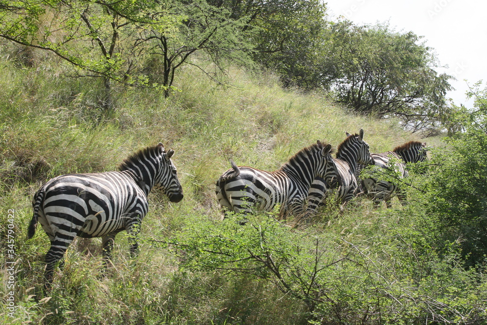 Fototapeta premium Zebra Walk