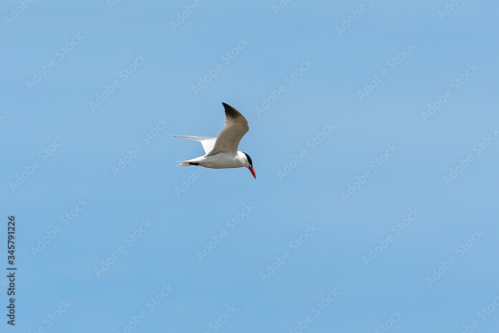Tern in flight. Natural scene from WI, USA Tern in flight. Natural scene from WI, USA