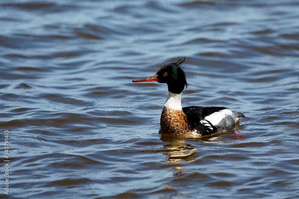Red breasted merganser swimming on lake Michigan. Red breasted merganser swimming on lake Michigan.