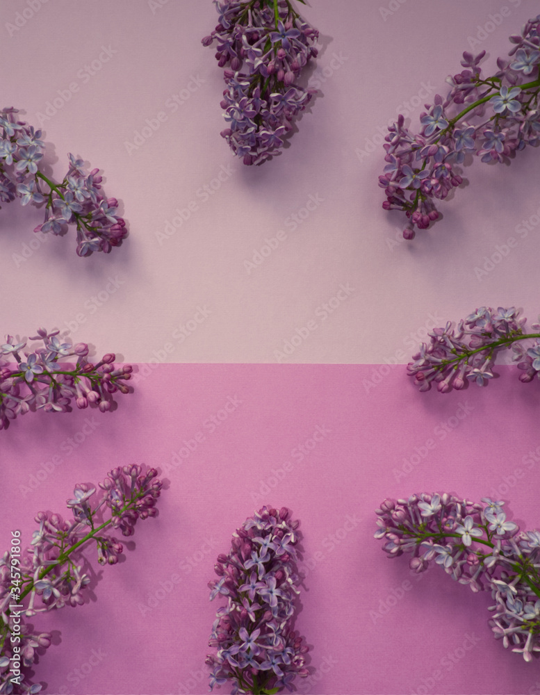 Frame of lilac on purple and pink background. Minimal spring concept. Simple modern nature background with floral design. Monochrome image Frame of lilac on purple and pink background. Minimal spring concept. Simple modern nature background with floral design. Monochrome image