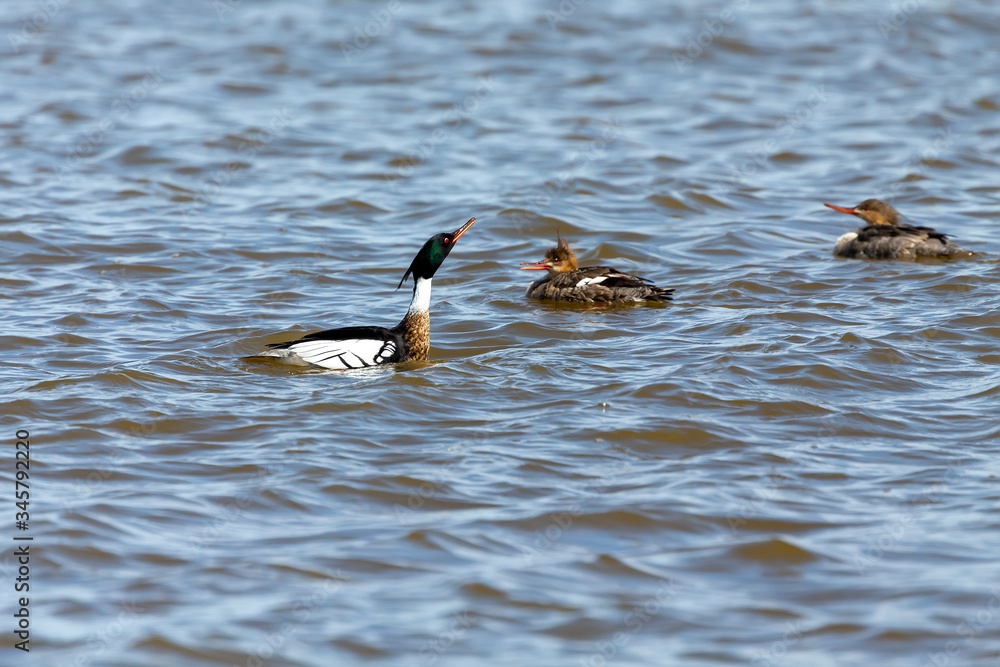 Red breasted merganser. Breeding season when the drake is looking for a hen. Red breasted merganser. Breeding season when the drake is looking for a hen.