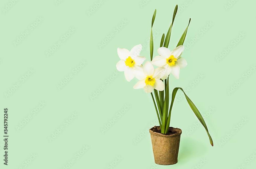 varietal flowers growing yellow daffodils in peat pot on green background. bulbous plants, spring gardening, seedlings. greeting card,  March 8 Women's Day, Mother's Day, Easter, copy space, text