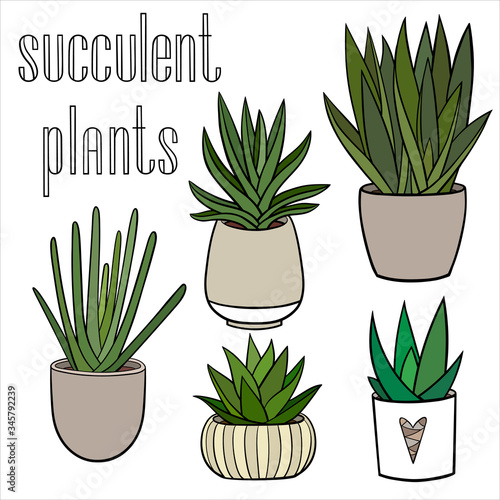 Set of different hand drawn coloured houseplants in planters with a handwriting caption. Vector outline illustration drawings of succulent plants on a white background