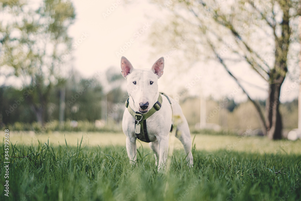 White english miniature bull terrier in the grass
