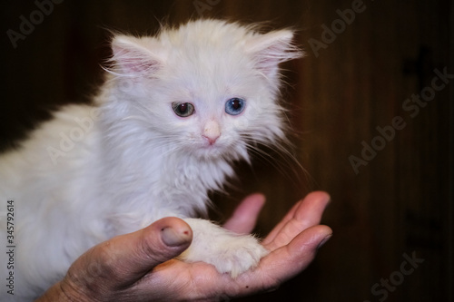 white kitten stands on man's hand color