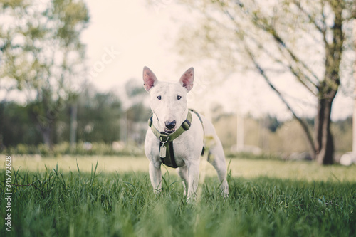 White english miniature bull terrier in the grass 