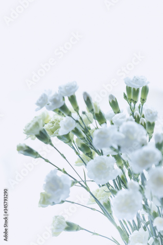 White dreamy mini carnations, hazily backlit  photo