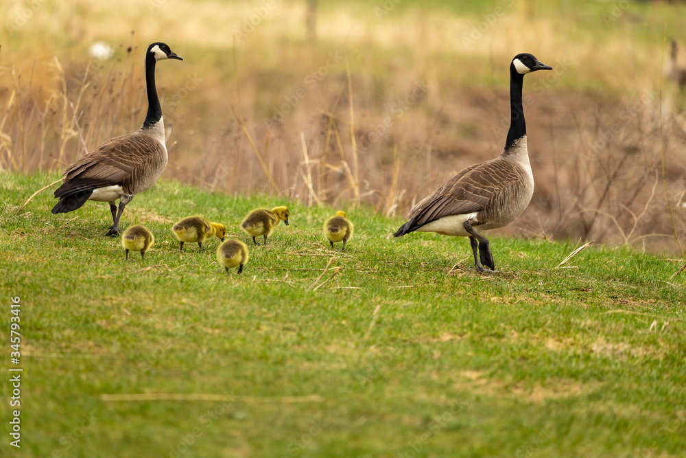 Canada goose with gosling on the Meadow.. Natural scene from Wisconsin. Canada goose with gosling on the Meadow.. Natural scene from Wisconsin.