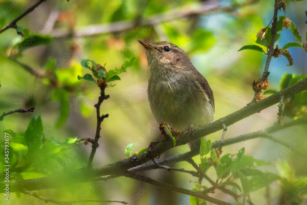 Cute little bird leaf warbler on a branch of an apple tree damaged by pests. Insectivorous bird, Phylloscopus, leaf warbler Cute little bird leaf warbler on a branch of an apple tree damaged by pests. Insectivorous bird, Phylloscopus, leaf warbler