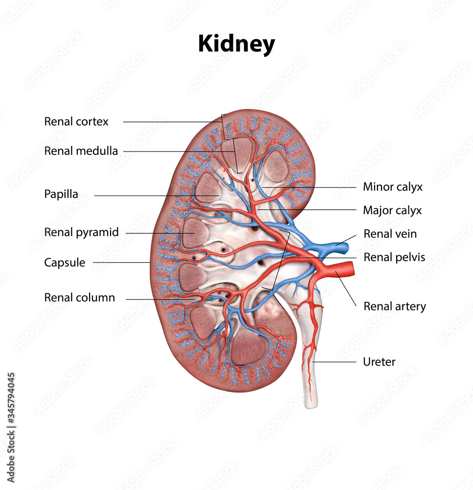 Human kidney cross section, scientific background, anatomy ...