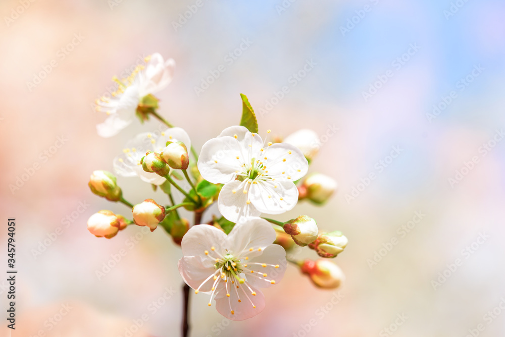 Flowering white cherry. Tender spring card. Blue sky background, blur bokeh.