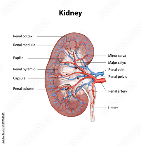 Human kidney cross section, scientific background, anatomy, urinary system with main parts labeled, 3d illustration