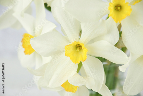 close up of White and yellow daffodil flowers