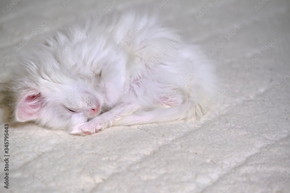 white kitten sleeps on a white bedspread color