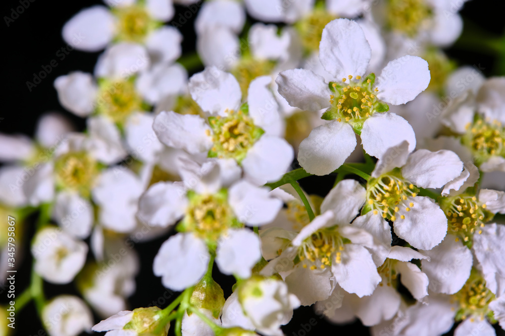 Fototapeta premium cherry tree flowers on a black macro background low light