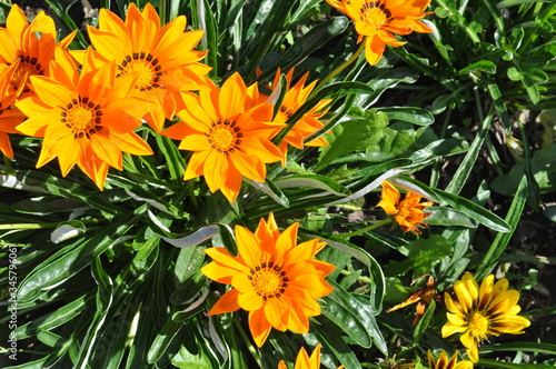 bright flowers on a Sunny day