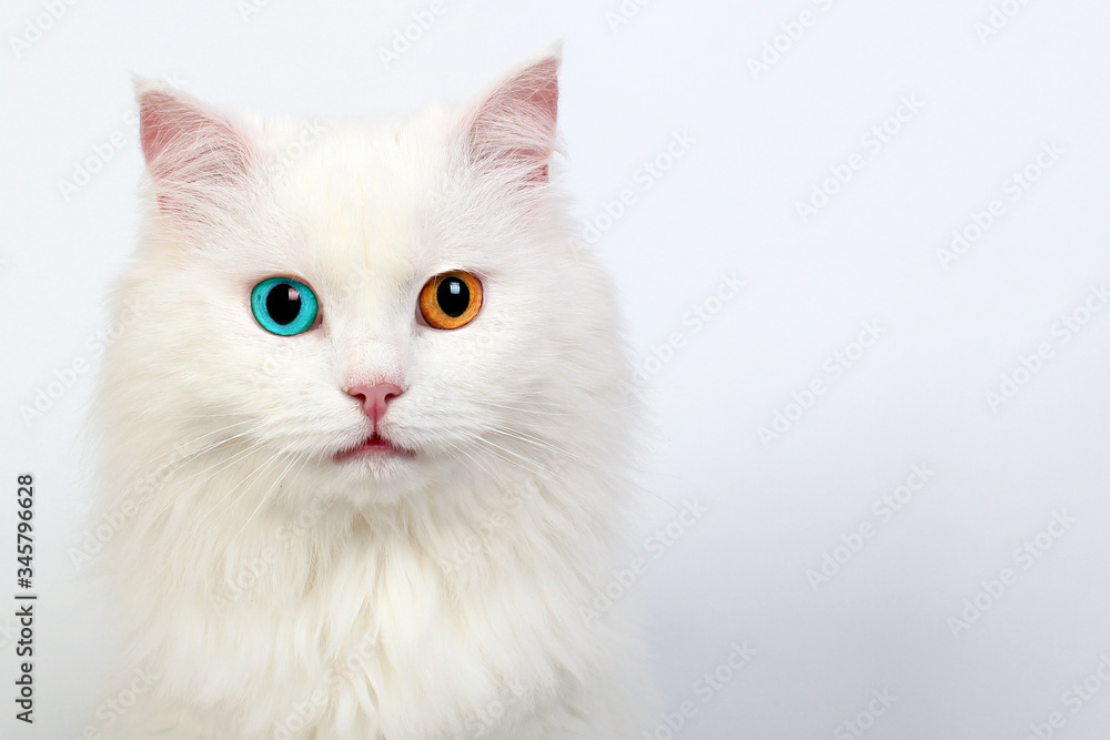 White cat with different colored eyes, heterochromia in cats