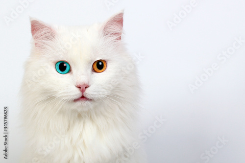 White cat with different colored eyes, heterochromia in cats