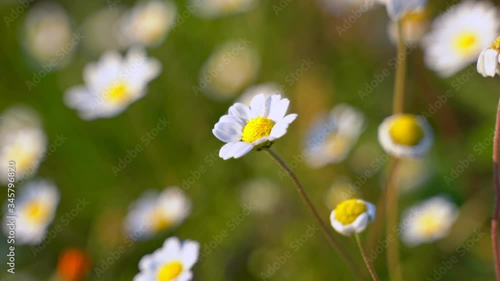 Chamomile flowers field close up with sun flares. Daisy flowers. Beautiful nature scene with blooming medical chamomiles in sun flare. Sunny day. Summer flowers. Camomile background. 4K UHD video Chamomile flowers field close up with sun flares. Daisy flowers. Beautiful nature scene with blooming medical chamomiles in sun flare. Sunny day. Summer flowers. Camomile background. 4K UHD video