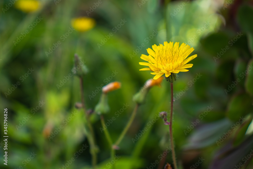 Fleur Taraxacum_2 Fleur Taraxacum_2