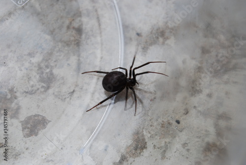 Black Spider in Glass Jar