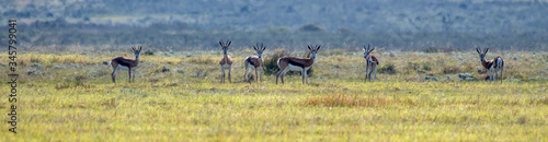 Springbok photographed in South Africa. Picture made in 2019.