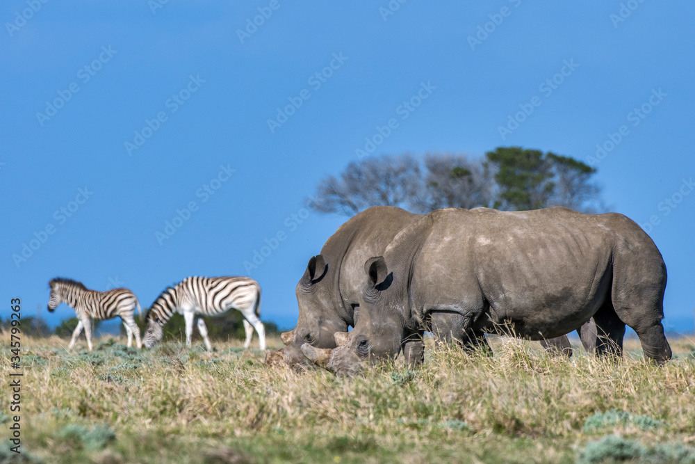 Fototapeta premium White rhinoceros photographed in South Africa. Picture made in 2019.