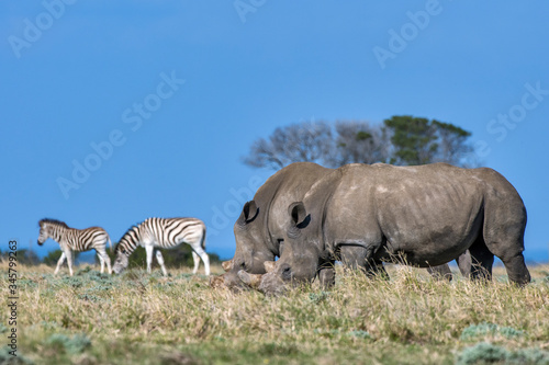 White rhinoceros photographed in South Africa. Picture made in 2019. © Leonardo