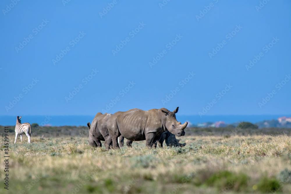 White rhinoceros photographed in South Africa. Picture made in 2019. White rhinoceros photographed in South Africa. Picture made in 2019.