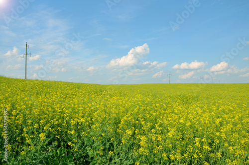 agriculture landscape yellow rapeseed field and blue sky