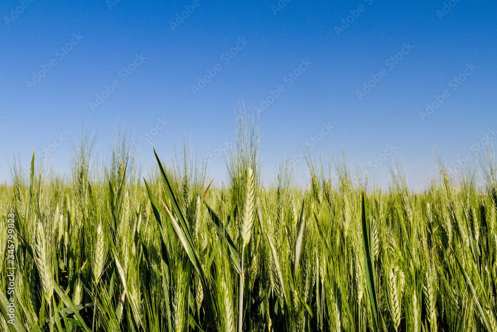 green ear of wheat growing with blue sky green ear of wheat growing with blue sky
