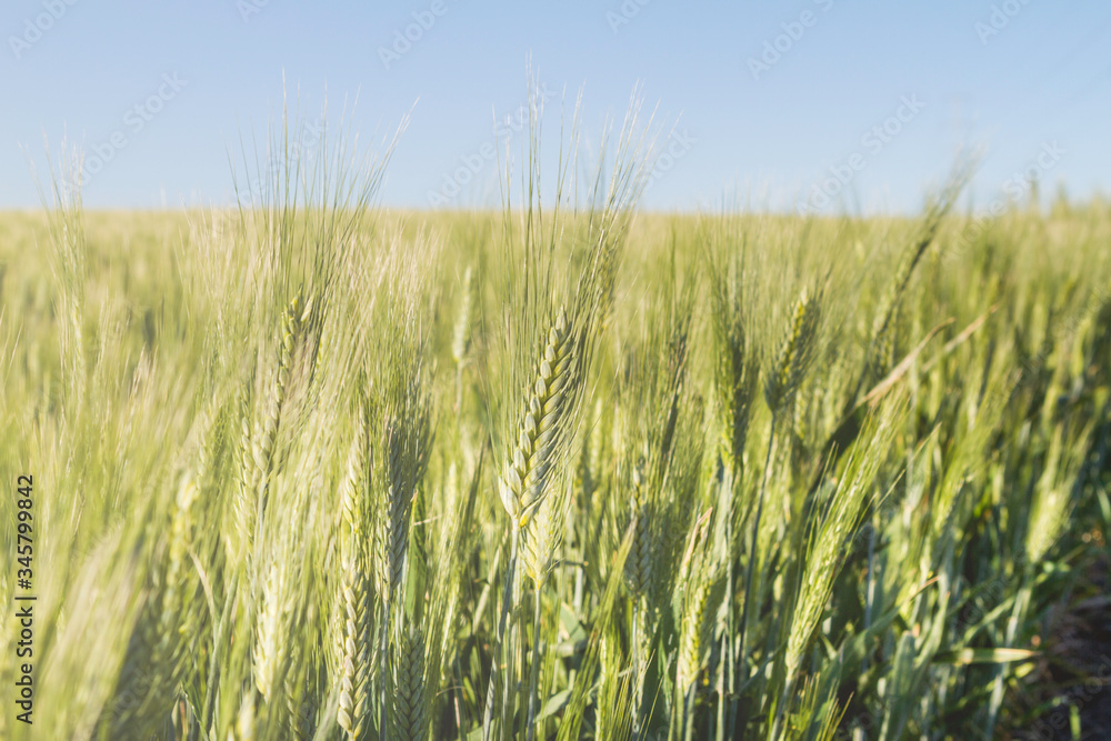 green ear of wheat growing with and blue sky