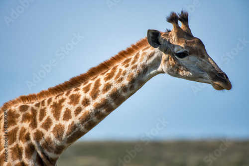 Northern giraffe photographed in South Africa. Picture made in 2019.