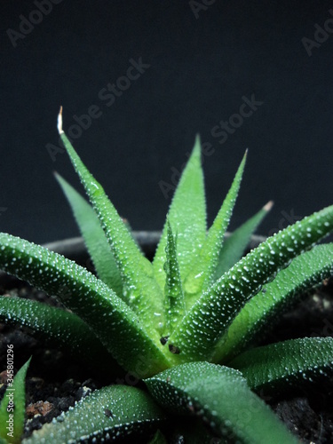 close up of little aloe vera with black background