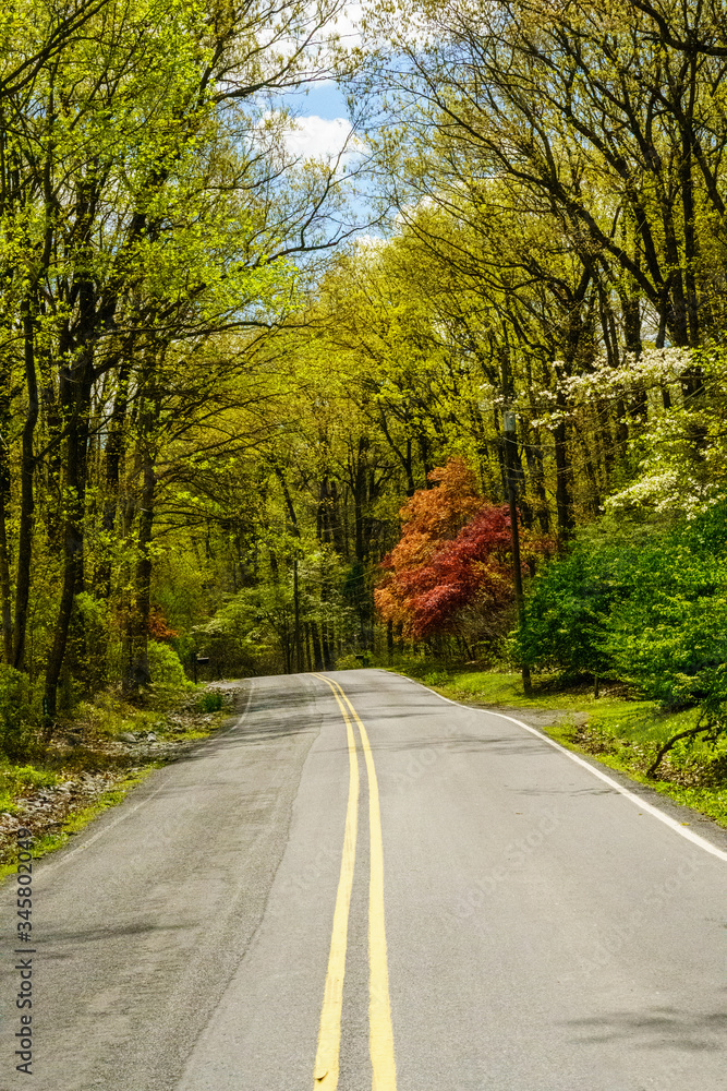 Fototapeta premium Country Road in Springtime