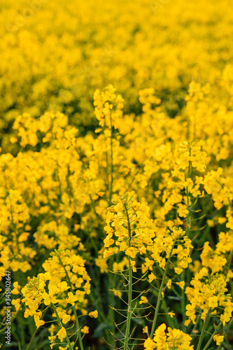 Yellow field of rapeseed in the evening © ursaminor