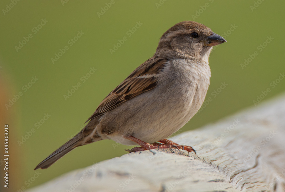 sparrow sitting on a wooden fence sparrow sitting on a wooden fence