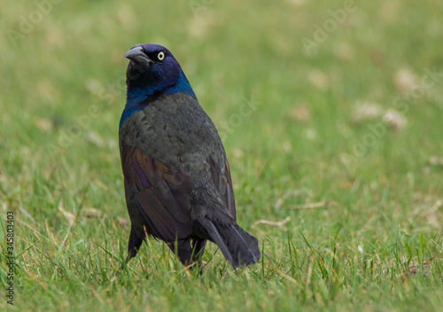 bird on the grass