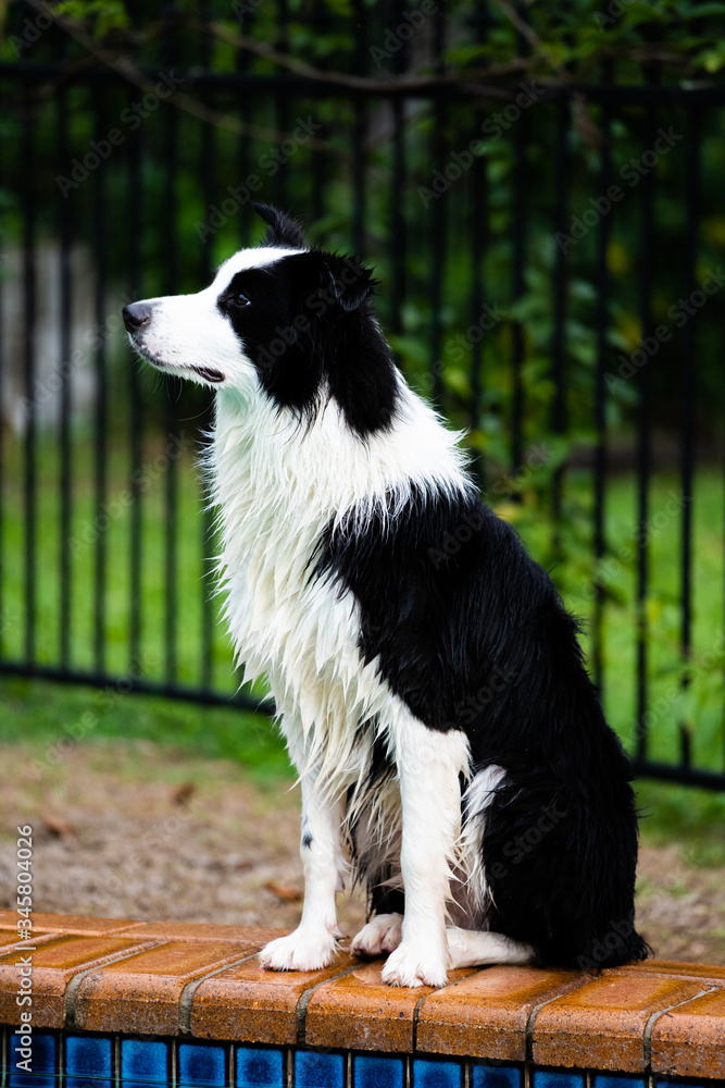 Border collie by pool
