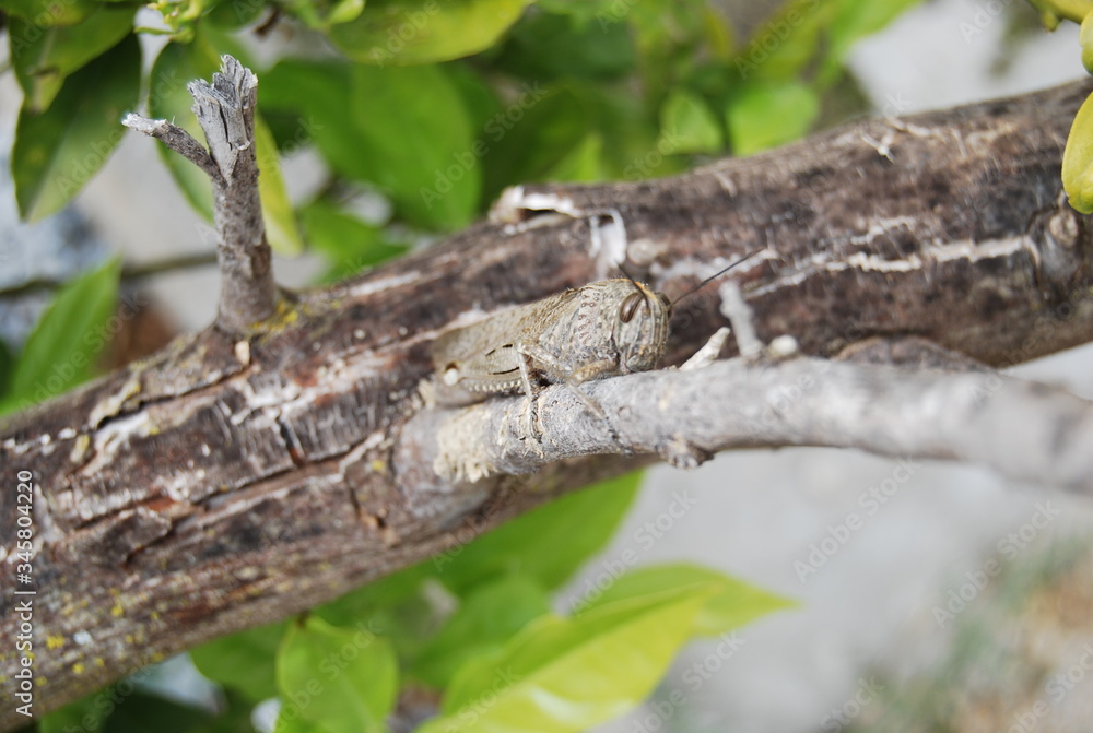 Migratory Locust in Spanish Tree Migratory Locust in Spanish Tree