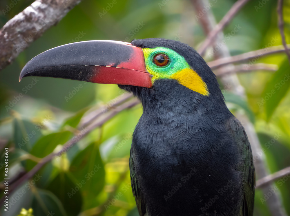 Fototapeta premium Guianan Toucanet