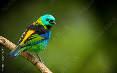Green-headed Tanager © Aisse
