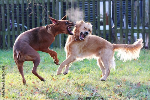 Print op canvas Two Dogs Fighting On Lawn