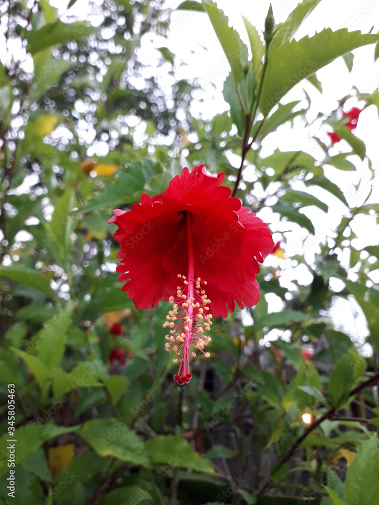 Bunga sepatu merah is malvacea bush plants originating from eastern asia
