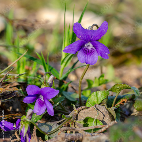 Viola riviniana