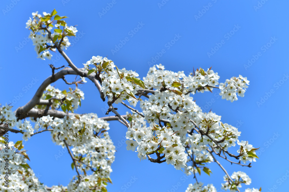 Pear flower in full bloom in spring Pear flower in full bloom in spring